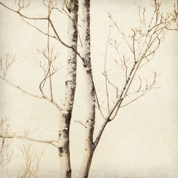 Gango Home Decor Winter Trees II by Amy Melious (Printed on Paper); One 24x24in Fine Art Paper Giclee Print