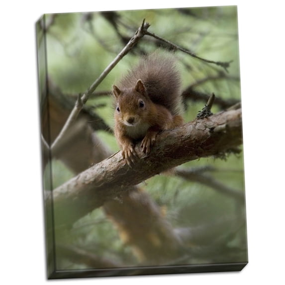 Gango Home Decor Woodland Essentials by Susann Parker (Ready to Hang); One 18x24in Hand-Stretched Canvas
