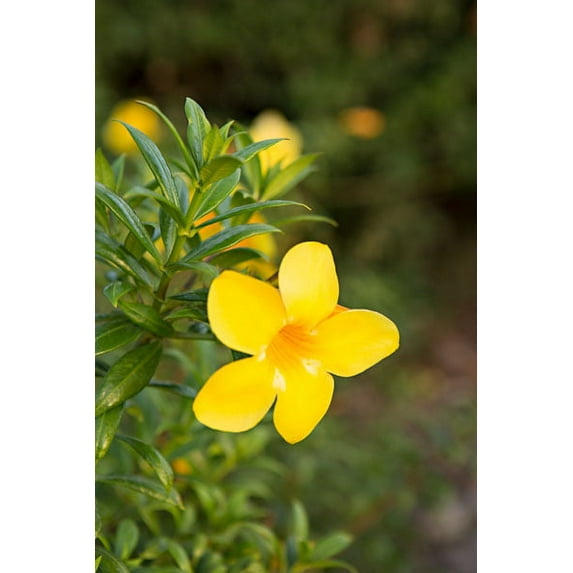 Gango Home Decor Yellow Blossom by Karyn Millet (Printed on Paper); One 24x36in Fine Art Paper Giclee Print