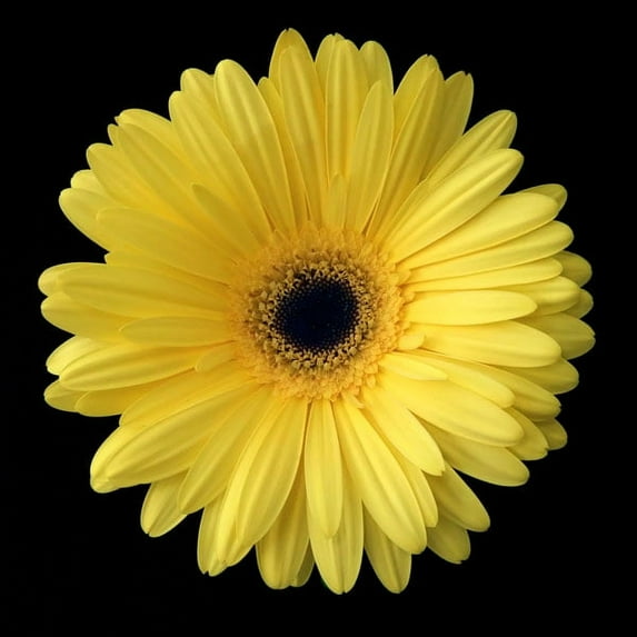 Gango Home Decor Yellow Gerbera Daisy by Jim Christensen (Printed on Paper); One 24x24in Fine Art Paper Giclee Print