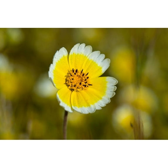 Gango Home Decor Yellow & White II by Lee Peterson (Printed on Paper); One 36x24in Fine Art Paper Giclee Print