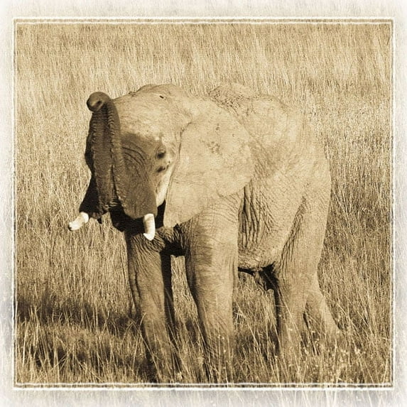 Gango Home Decor Young Africa Elephant by Susann Parker (Printed on Paper); One 24x24in Fine Art Paper Giclee Print