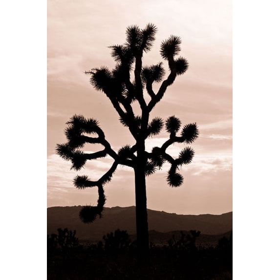 Gango Home Decor Yucca Brevifolia II by Erin Berzel (Printed on Paper); One 24x36in Fine Art Paper Giclee Print