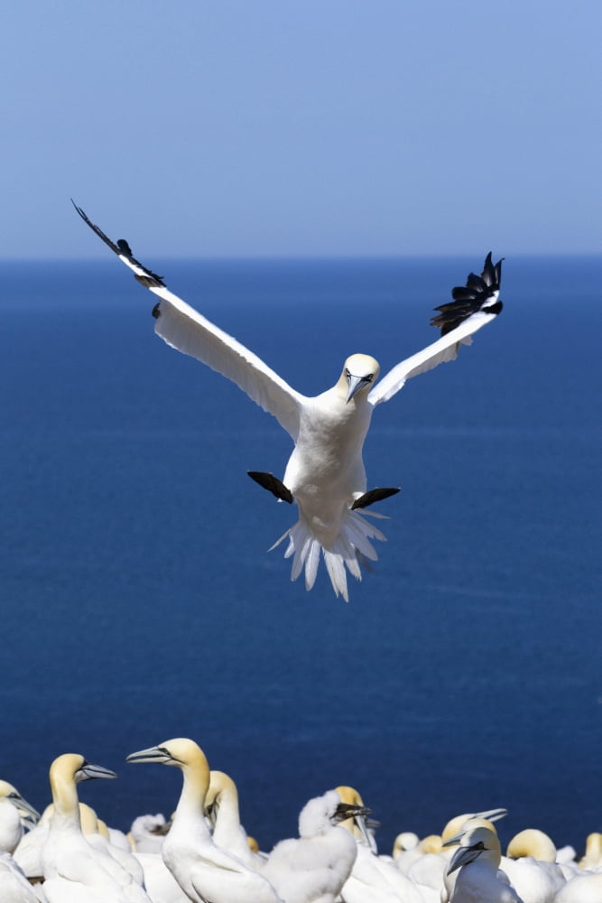 Gannet About To Land Into The Colony On Bonaventure Island Perce Quebec Canada Canvas Art - Richard Wear Design Pics (12 x 19)