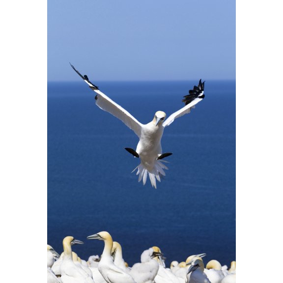 Gannet About To Land Into The Colony On Bonaventure Island Perce Quebec Canada Canvas Art - Richard Wear Design Pics (12 x 19)