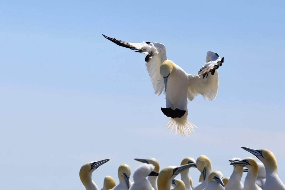 Gannet Descending In The Flock Perce Quebec Canada Canvas Art - Richard Wear Design Pics (19 x 12)