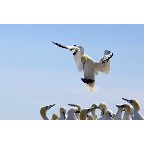 Gannet Descending In The Flock Perce Quebec Canada Canvas Art - Richard Wear Design Pics (19 x 12)