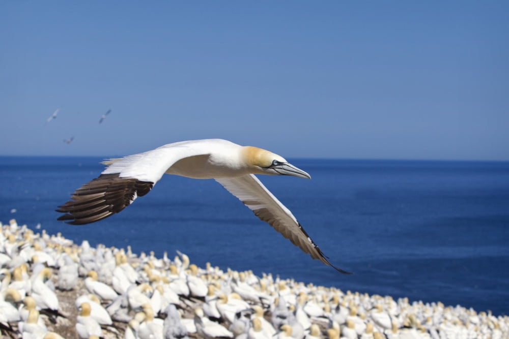 Gannet Flying Above The Colony Of Birds At Bonaventure Island Perce Quebec Canada Canvas Art - Richard Wear Design Pics (19 x 12)