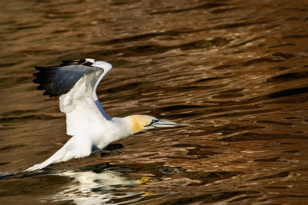 Gannet Flying Away From Water Level After Missing A Fish It Had Dived For Perce Quebec Canada Canvas Art - Richard Wear Design Pics (38 x 24)