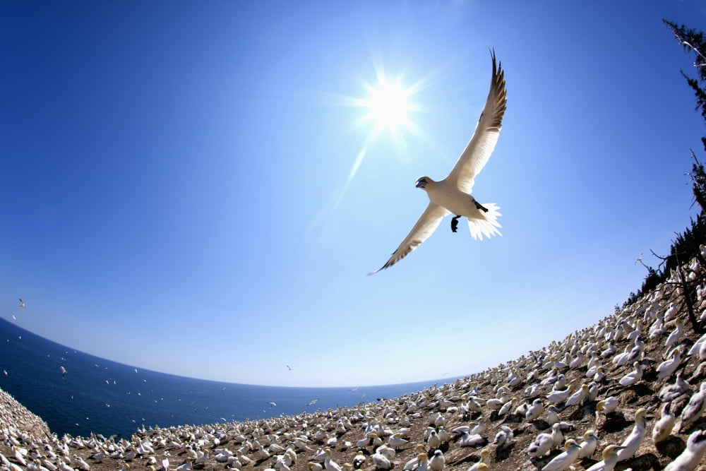 Gannet Flying On A Journey To Find His Mate At Bonaventure Island Perce Quebec Canada Canvas Art - Richard Wear Design Pics (38 x 24)