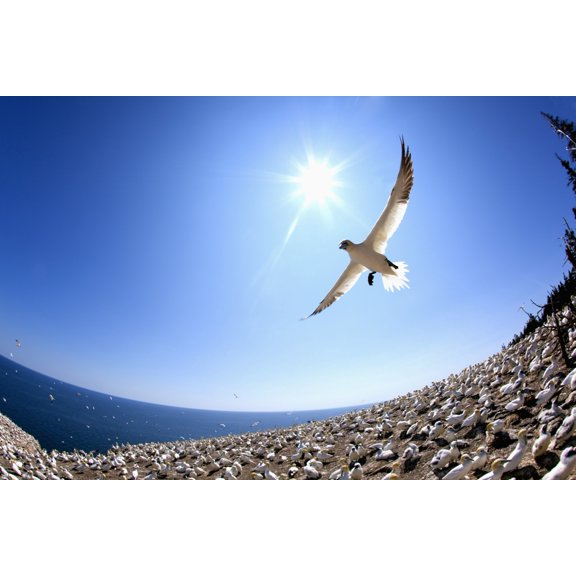 Gannet Flying On A Journey To Find His Mate At Bonaventure Island Perce Quebec Canada Canvas Art - Richard Wear Design Pics (38 x 24)