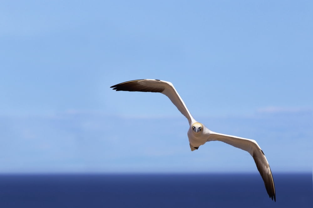 Gannet Flying Over The Water Perce Quebec Canada Canvas Art - Richard Wear Design Pics (20 x 13)