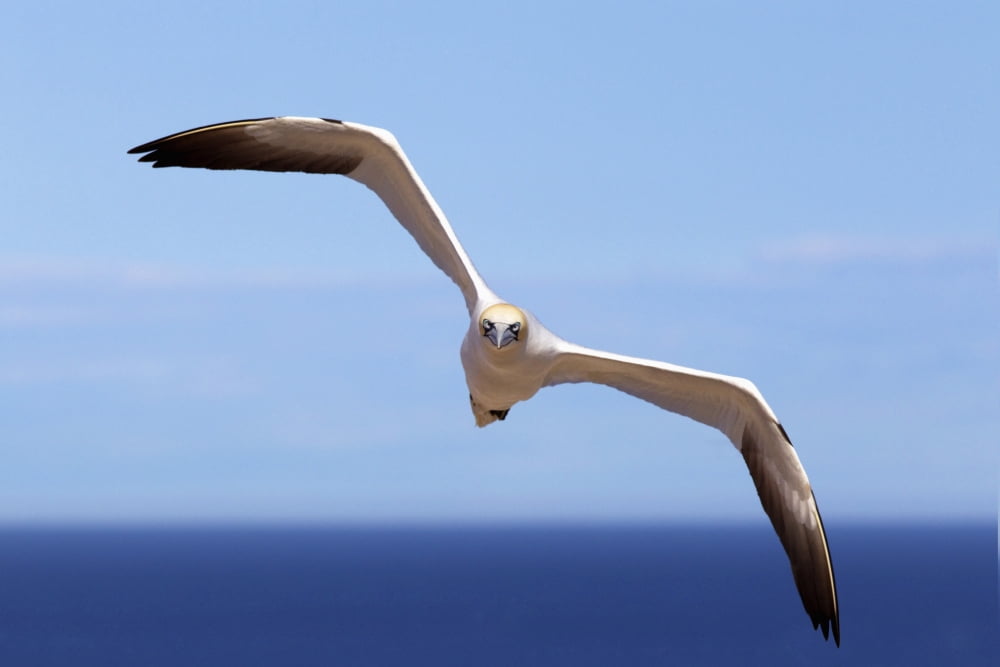 Gannet Flying Over The Water Perce Quebec Canada Canvas Art - Richard Wear Design Pics (40 x 26)