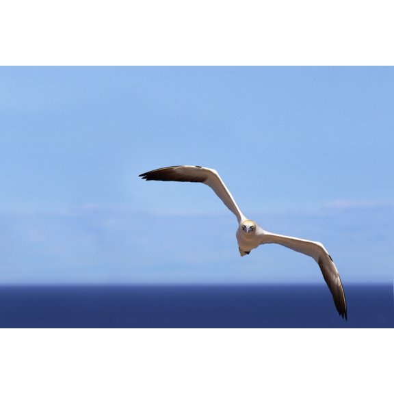 Gannet Flying Over The Water Perce Quebec Canada Canvas Art - Richard Wear Design Pics (40 x 26)