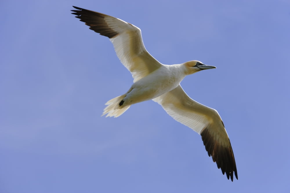 Gannet (Morus Bassanus) In Flight Cape St Marys Ecological Reserve Avalon Peninsula Newfoundland Canvas Art - Yves Marcoux Design Pics (34 x 22)