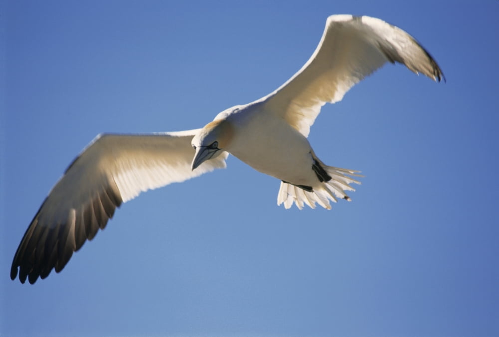 Gannet Parc National De Lile-Bonaventure-Et-Du Rocher-Perce Gaspesie Region Quebec Canvas Art - Yves Marcoux Design Pics (18 x 12)