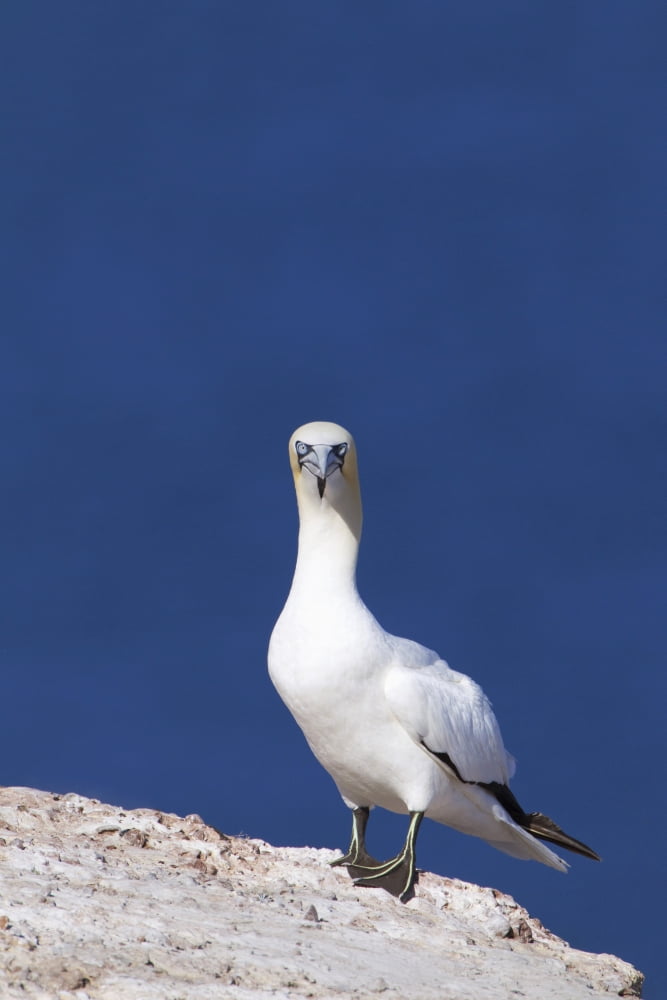 Gannet With An Attitude Staring At The Camera Perce Quebec Canada Canvas Art - Richard Wear Design Pics (12 x 19)