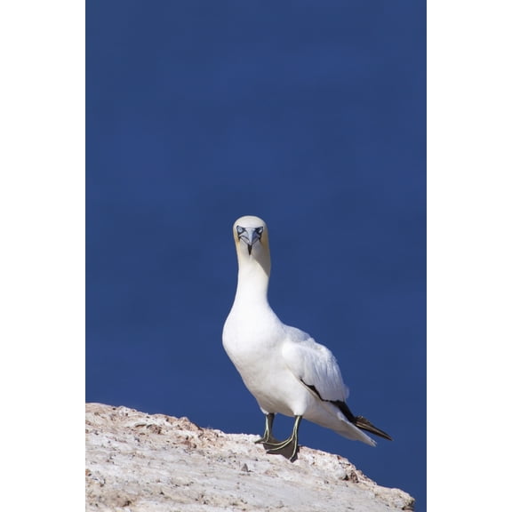 Gannet With An Attitude Staring At The Camera Perce Quebec Canada Canvas Art - Richard Wear Design Pics (24 x 38)