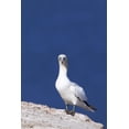 thumbnail image 1 of Gannet With An Attitude Staring At The Camera; Perce Quebec Canada Poster Print, 1 of 4