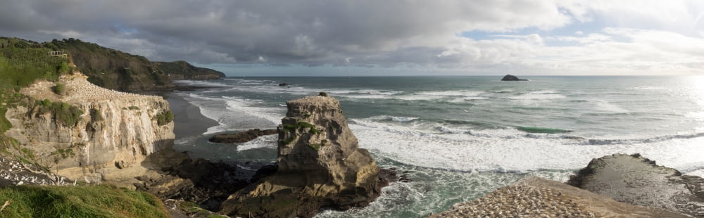 Gannet bird colonies on Muriwai Beach Auckland Region North Island New Zealand Canvas Art - Panoramic Images (6 x 18)