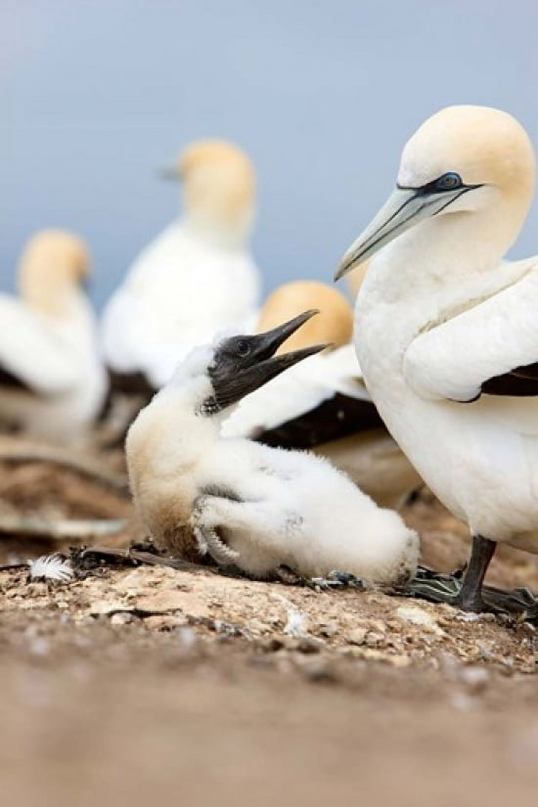 Gannet tropical birds Cape Kidnappers New Zealand Canvas Art - Rebecca Jackrel DanitaDelimont (24 x 36)