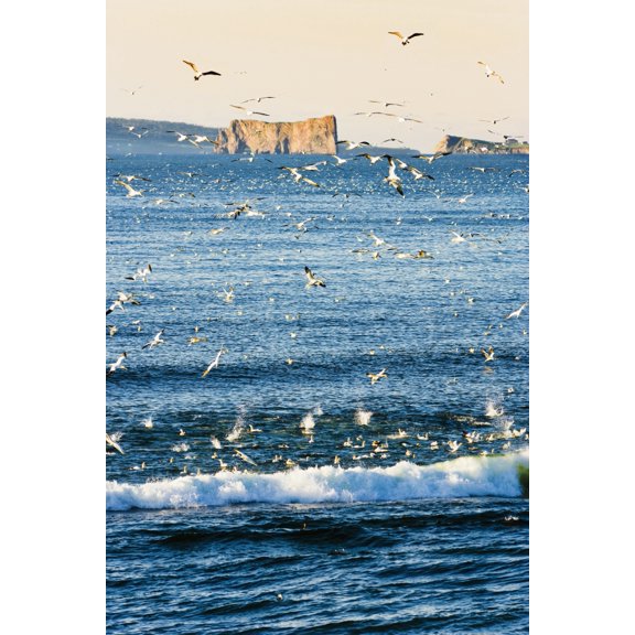 Gannets In Flight And Perce Rock At Sunrise From Barachois Gaspesie Quebec Canvas Art - Yves Marcoux Design Pics (11 x 17)