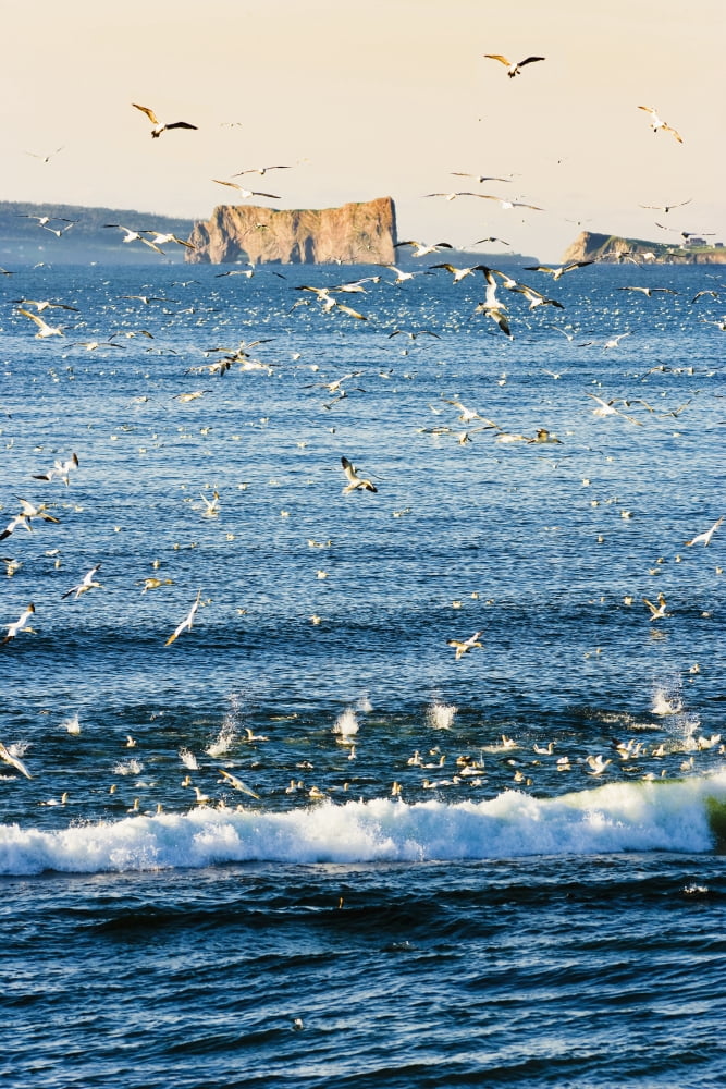 Gannets In Flight And Perce Rock At Sunrise From Barachois Gaspesie Quebec Canvas Art - Yves Marcoux Design Pics (22 x 34)