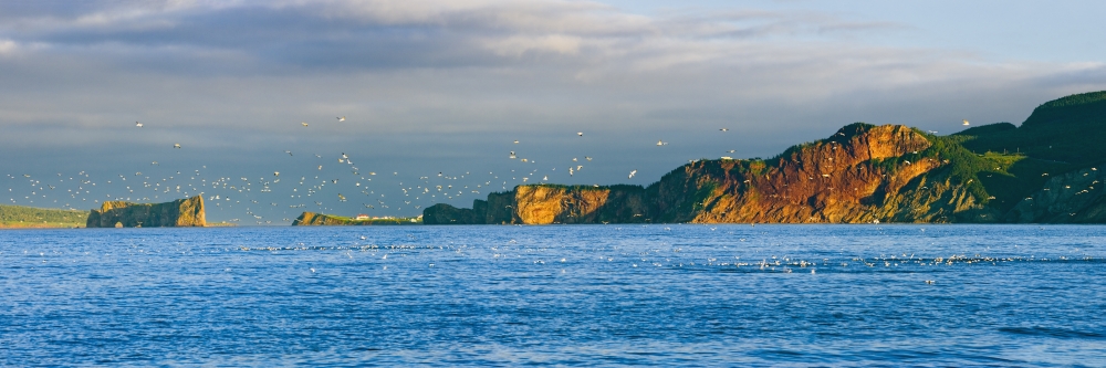 Gannets In Flight And Perce Rock At Sunset From Barachois Gaspesie Quebec Canvas Art - Yves Marcoux Design Pics (36 x 12)
