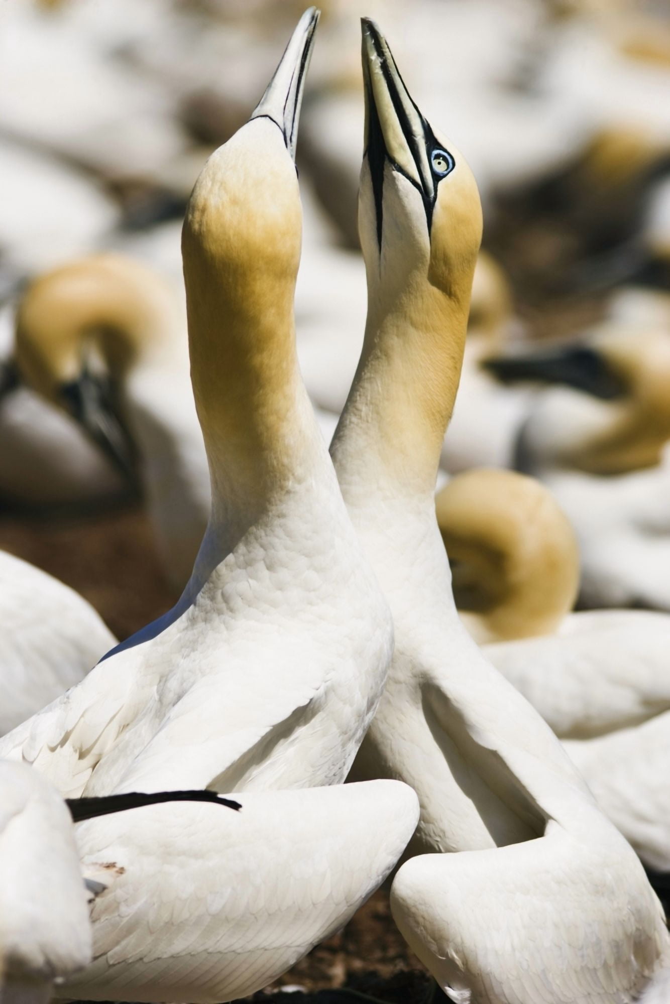 Gannets Parc National De Lile-Bonaventure-Et-Du Rocher-Perce Gaspesie Quebec Canvas Art - Yves Marcoux Design Pics (22 x 34)