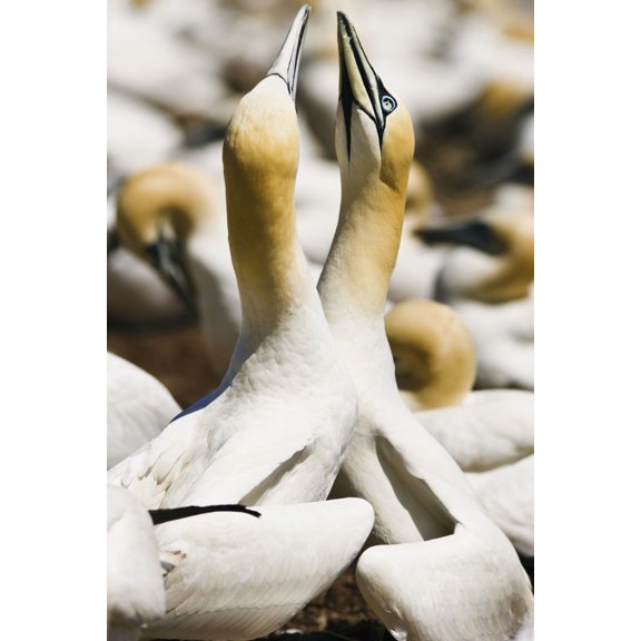 Gannets Parc National De Lile-Bonaventure-Et-Du Rocher-Perce Gaspesie Quebec Canvas Art - Yves Marcoux Design Pics (22 x 34)