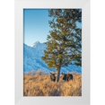 thumbnail image 1 of Garber, Howie 13x18 White Modern Wood Framed Museum Art Print Titled - Bull moose vie for dominance at evergreen tree Grand Teton-National Park-Wyoming, 1 of 4