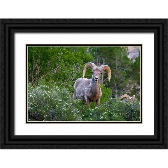Garber, Howie 14x11 Black Ornate Wood Framed with Double Matting Museum Art Print Titled - Big horn ram portrait in wildflowers-Dinosaur National Monument-Utah-USA