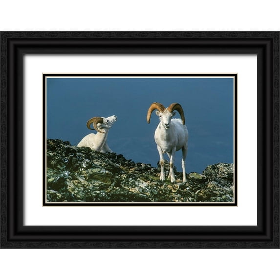 Garber, Howie 14x11 Black Ornate Wood Framed with Double Matting Museum Art Print Titled - Two Dall Sheep Rams on ridge-Denali National Park-Alaska