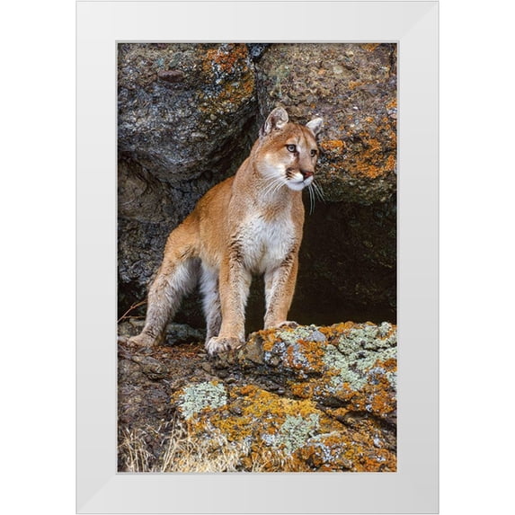 Garber, Howie 17x24 White Modern Wood Framed Museum Art Print Titled - Captive Mountain Lion is perched on orange lichen covered cliff-Montana