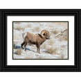 thumbnail image 1 of Garber, Howie 18x13 Black Ornate Wood Framed with Double Matting Museum Art Print Titled - Large Bighorn Ram grazing in meadow-National elk Reserve near Grand Teton National Park-Wyoming, 1 of 4