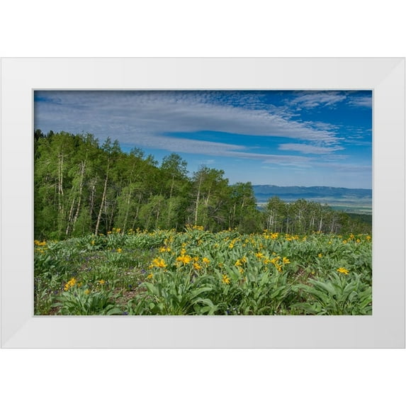 Garber, Howie 18x13 White Modern Wood Framed Museum Art Print Titled - USA-Wyoming-Arrowleaf balsamroot wildflowers and Aspen Trees in meadow