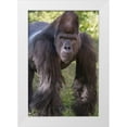 thumbnail image 1 of Garber, Howie 23x32 White Modern Wood Framed Museum Art Print Titled - Portrait of Critically Endangered Western Lowland Gorilla, 1 of 4
