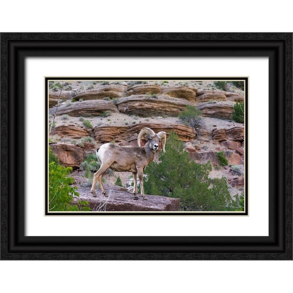 Garber, Howie 24x17 Black Ornate Wood Framed with Double Matting Museum Art Print Titled - Bighorn ram on cliff-eye contact-Dinosaur National Monument-Utah-USA