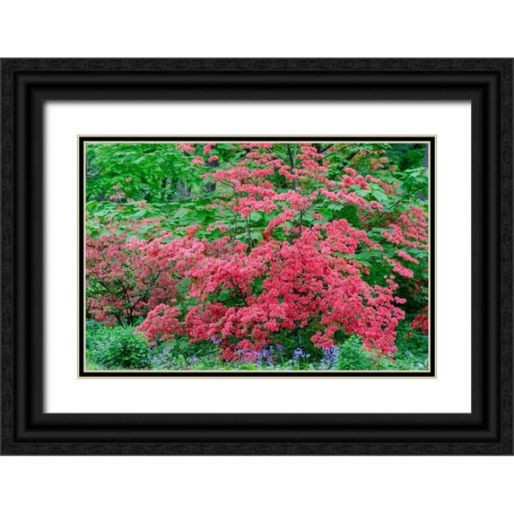 Garber, Howie 24x17 Black Ornate Wood Framed with Double Matting Museum Art Print Titled - Pink Azalea Bush at Arnold Arboretum heralds springtime