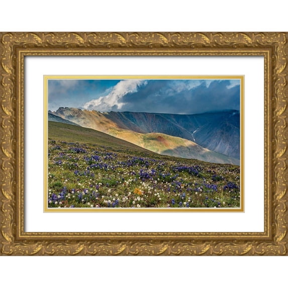Garber, Howie 24x17 Gold Ornate Wood Framed with Double Matting Museum Art Print Titled - Lupine and Bistort wildflowers cover high alpine meadow-Absaroka Mountains