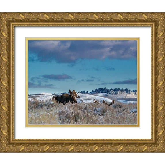 Garber, Howie 24x19 Gold Ornate Wood Framed with Double Matting Museum Art Print Titled - Bull moose providing lookout for the group-Grand Teton National Park-Wyoming