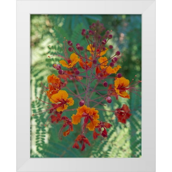 Garber, Howie 26x32 White Modern Wood Framed Museum Art Print Titled - Orange and red circular flower-Red Bird of Paradise-Desert Botanical Gardens-Phoenix-Arizona