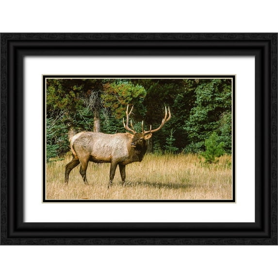 Garber, Howie 32x22 Black Ornate Wood Framed with Double Matting Museum Art Print Titled - Bull elk with huge rack-Banff National Park-Canada
