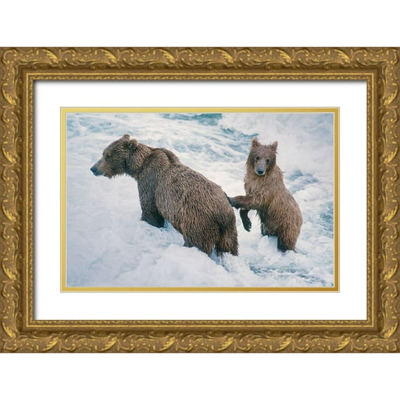 Garber, Howie 32x22 Gold Ornate Wood Framed with Double Matting Museum Art Print Titled - Mother and Cub-Alaskan Brown Bear in creek at McNeil River State Game Reserve-Alaska