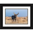 thumbnail image 1 of Garber, Howie 32x23 Black Ornate Wood Framed with Double Matting Museum Art Print Titled - Eye contact from Bull Moose-Grand Teton National Park-Wyoming, 1 of 4