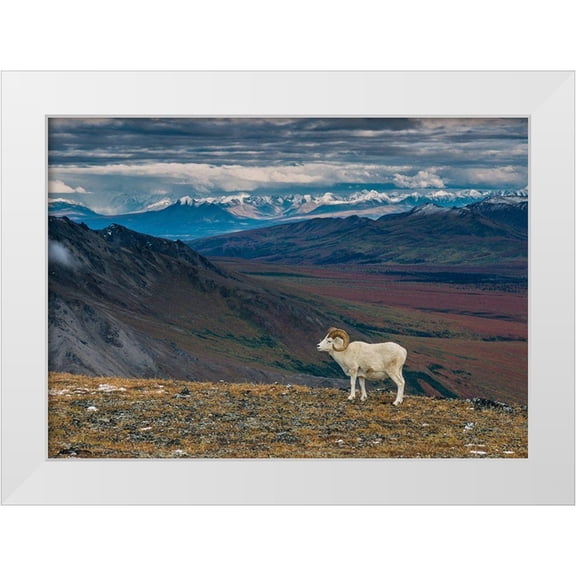Garber, Howie 32x24 White Modern Wood Framed Museum Art Print Titled - Dall sheep on ridge-fall tundra-Denali National Park-Alaska-USA