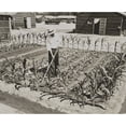 thumbnail image 1 of Garden At The Fresno Assembly Center History (24 x 18), 1 of 2