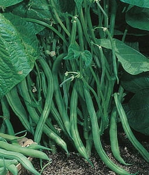 Garden Bean Bush Blue Lake 274 Seed 1 Packet