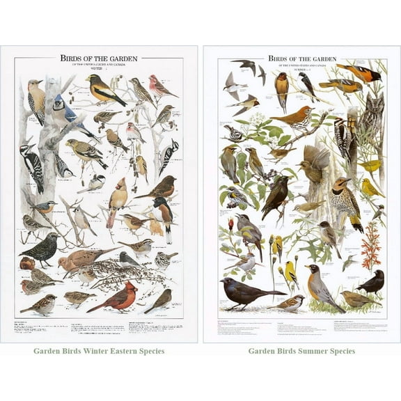 Birds of the Backyard: Poster & Reference Chart Set. Summer and Eastern Winter Garden Bird Species Identification