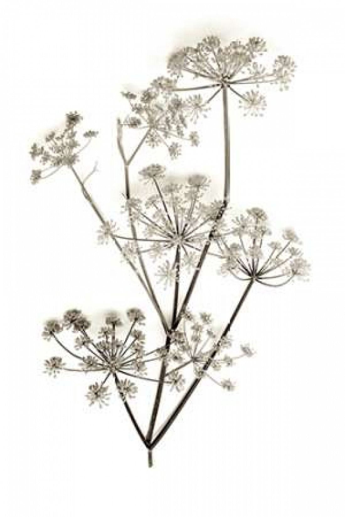 Garden Bloom - 12 Canvas Art - Alan Blaustein (24 x 36)